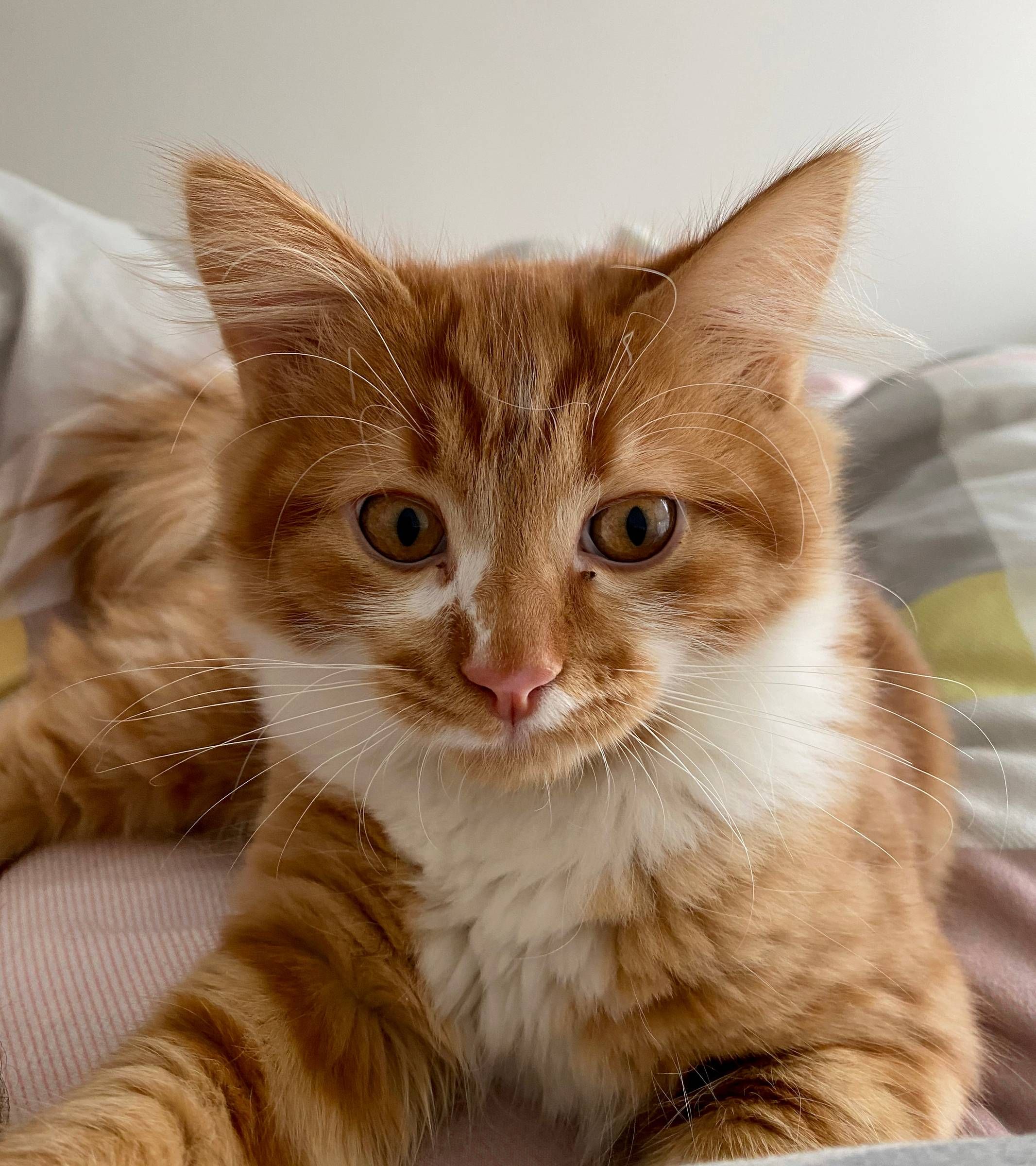 Allers Landing A fluffy orange and white cat lies on a bed, looking directly at the camera.
